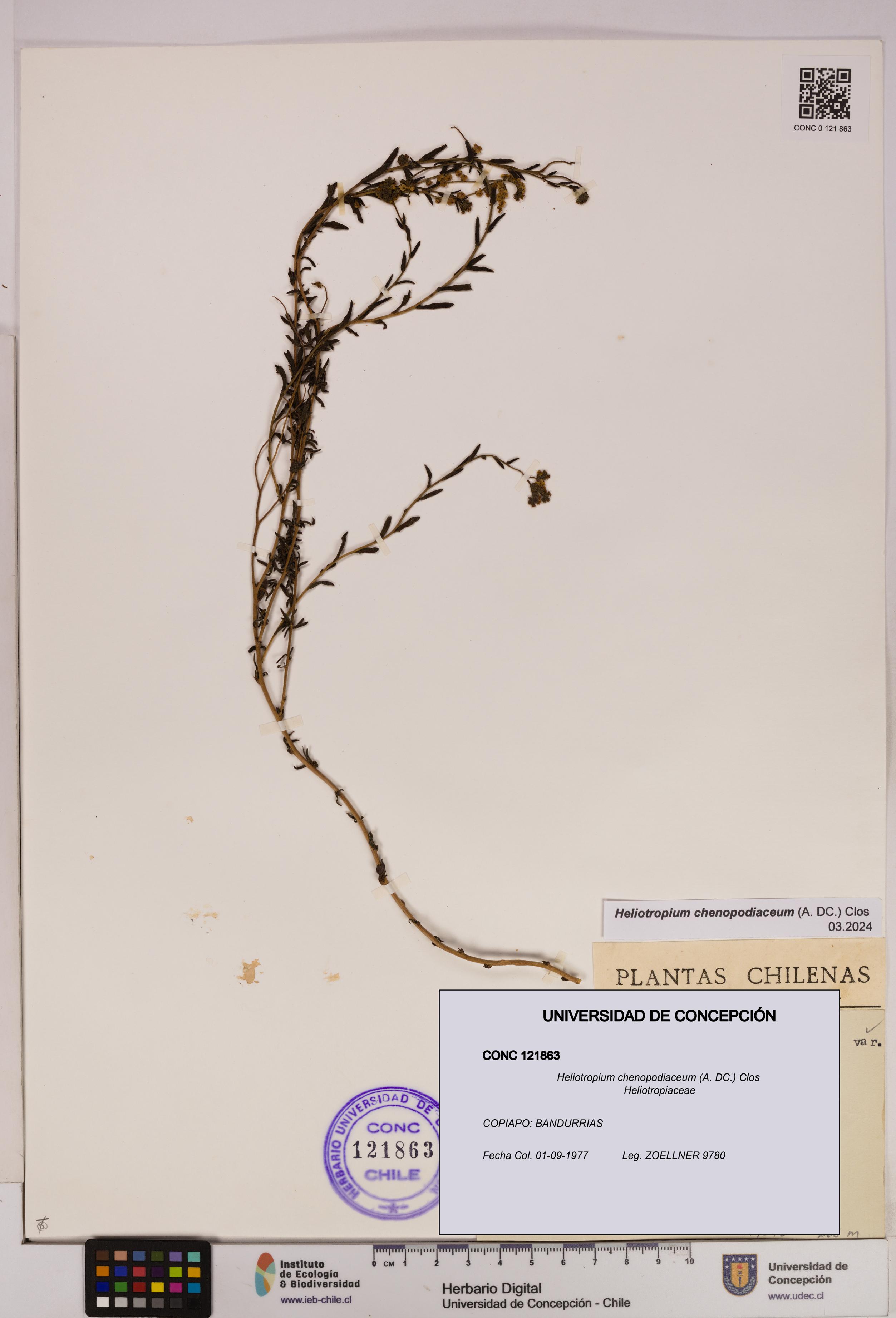 Heliotropium chenopodiaceum [Espécimen: UDEC:CONC:0121863]