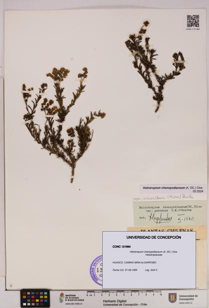 Heliotropium chenopodiaceum [Espécimen: UDEC:CONC:0121864]