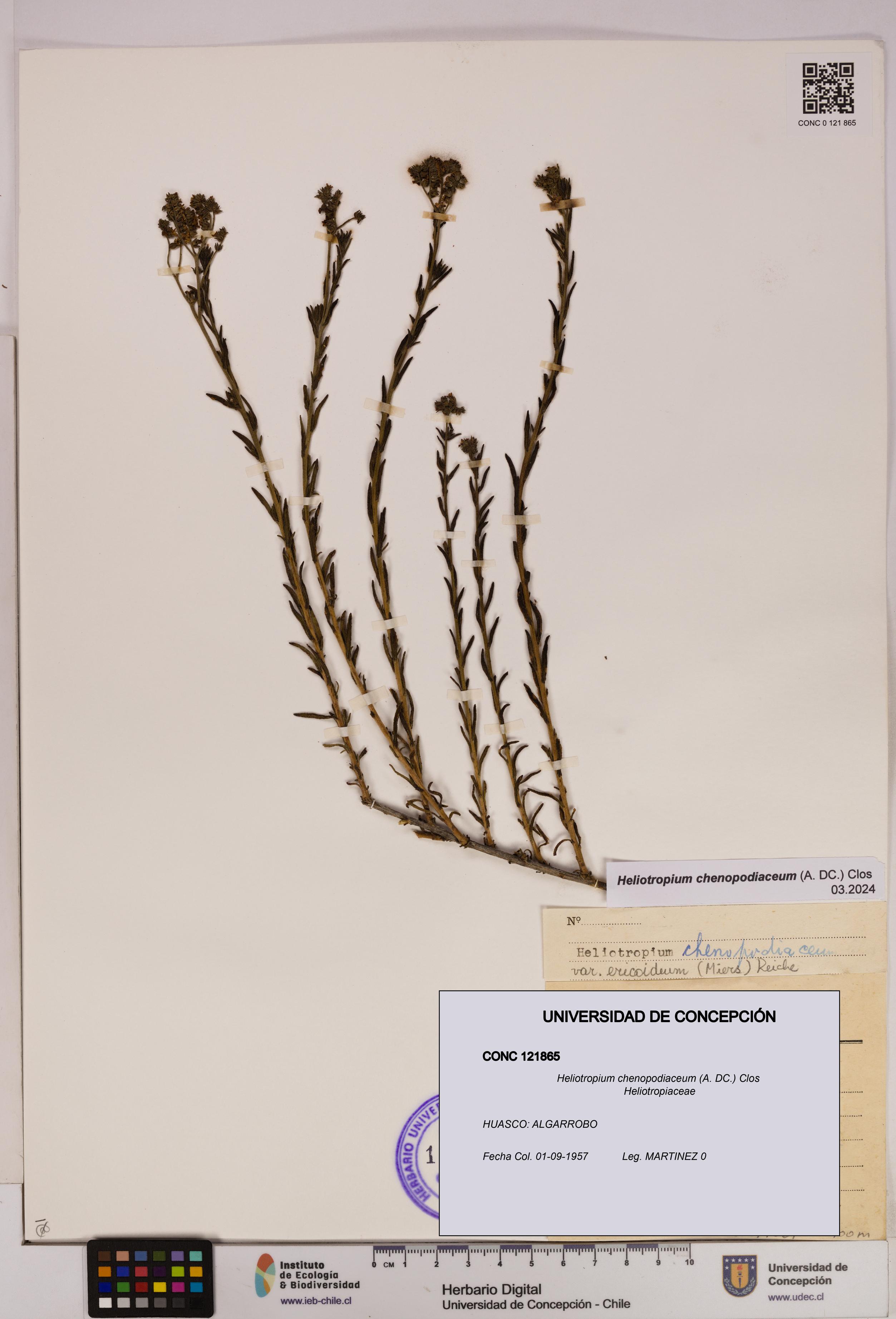 Heliotropium chenopodiaceum [Espécimen: UDEC:CONC:0121865]