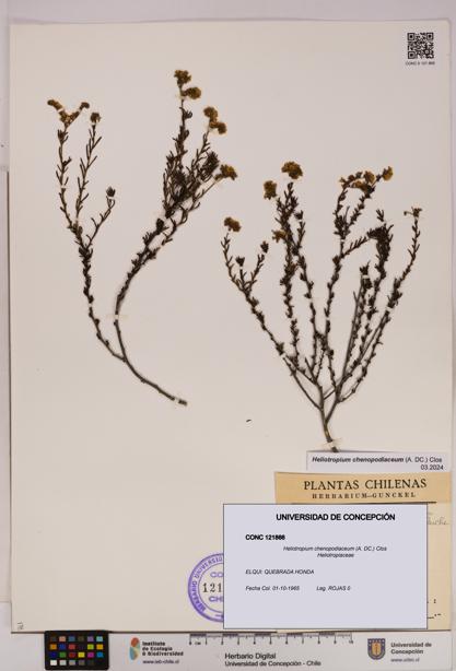 Heliotropium chenopodiaceum [Espécimen: UDEC:CONC:0121866]