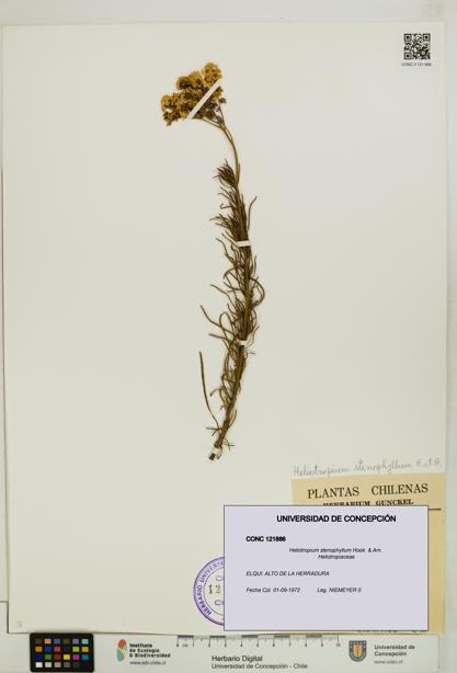 Heliotropium stenophyllum [Espécimen: UDEC:CONC:0121886]