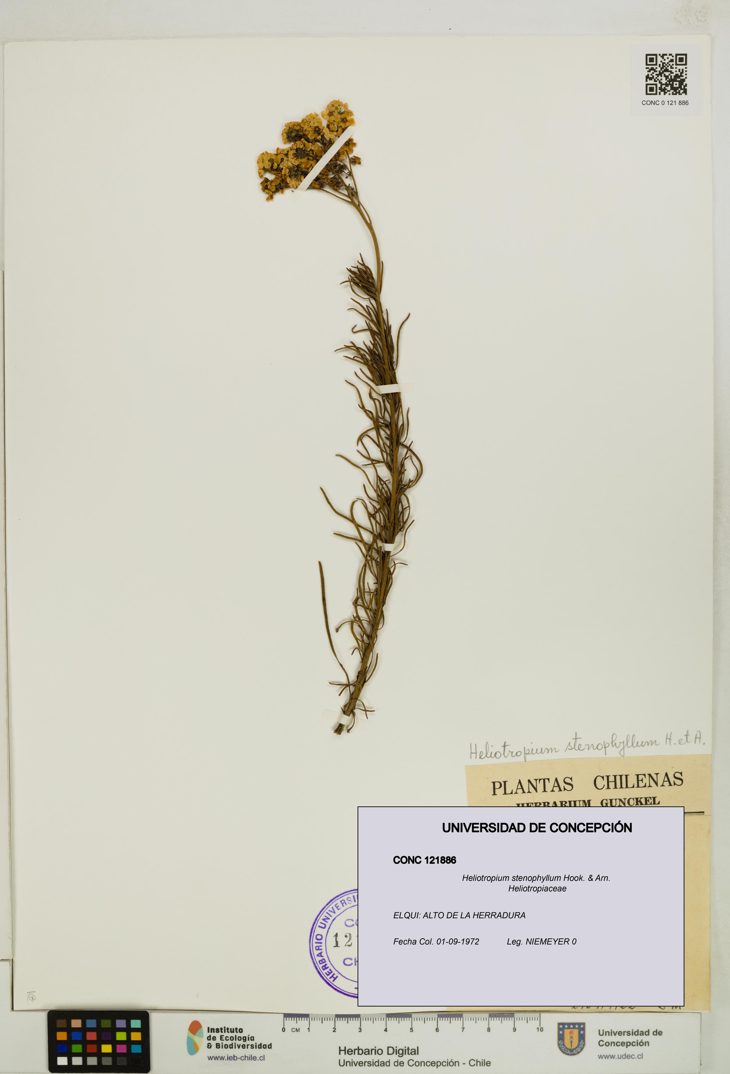 Heliotropium stenophyllum [Espécimen: UDEC:CONC:0121886]