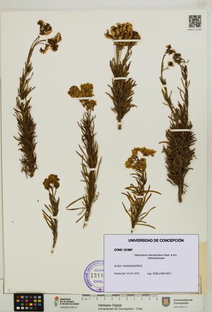 Heliotropium stenophyllum [Espécimen: UDEC:CONC:0121887]
