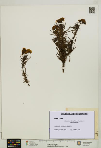 Heliotropium stenophyllum [Espécimen: UDEC:CONC:0121888]