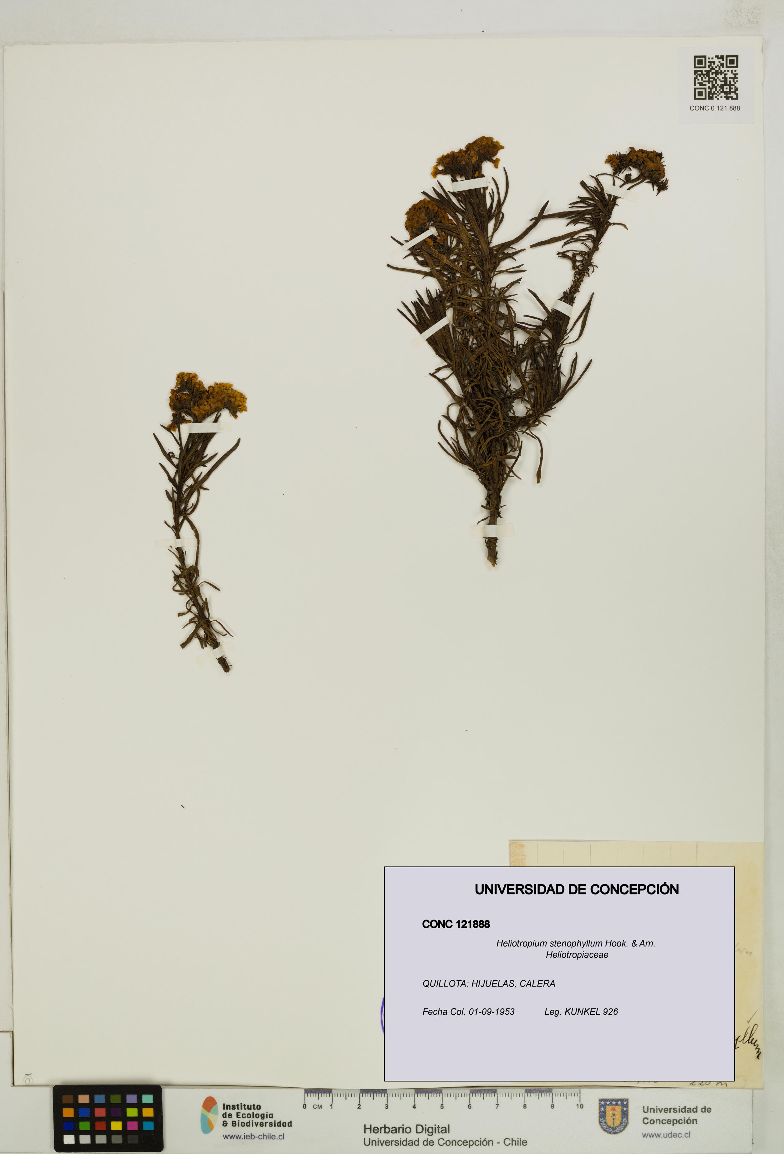 Heliotropium stenophyllum [Espécimen: UDEC:CONC:0121888]