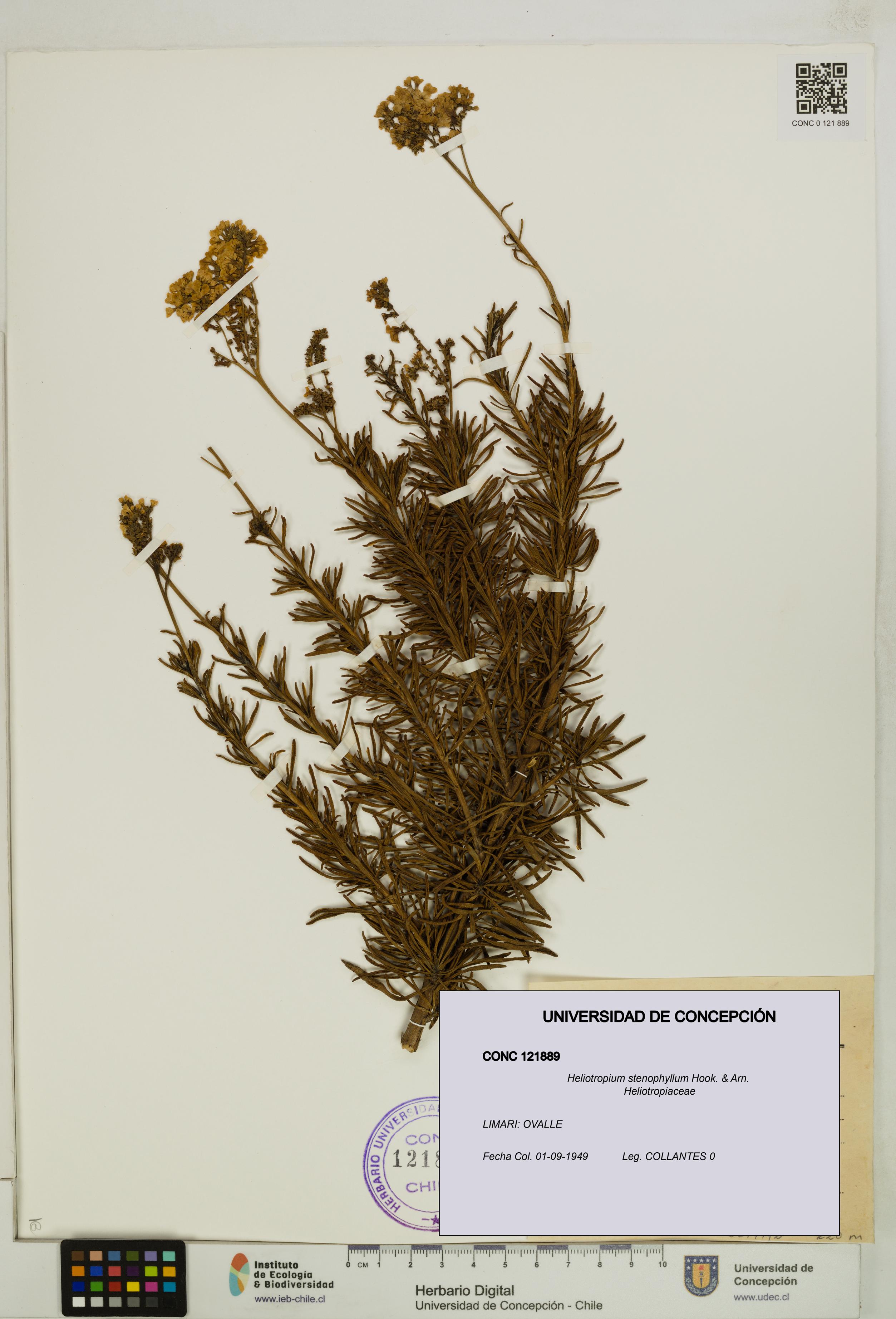 Heliotropium stenophyllum [Espécimen: UDEC:CONC:0121889]