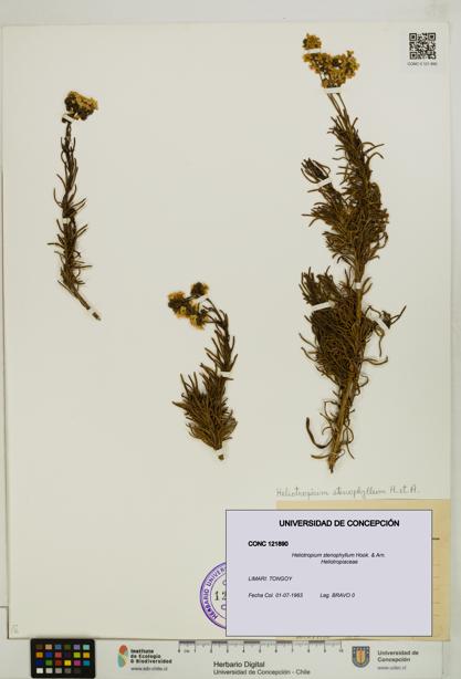 Heliotropium stenophyllum [Espécimen: UDEC:CONC:0121890]