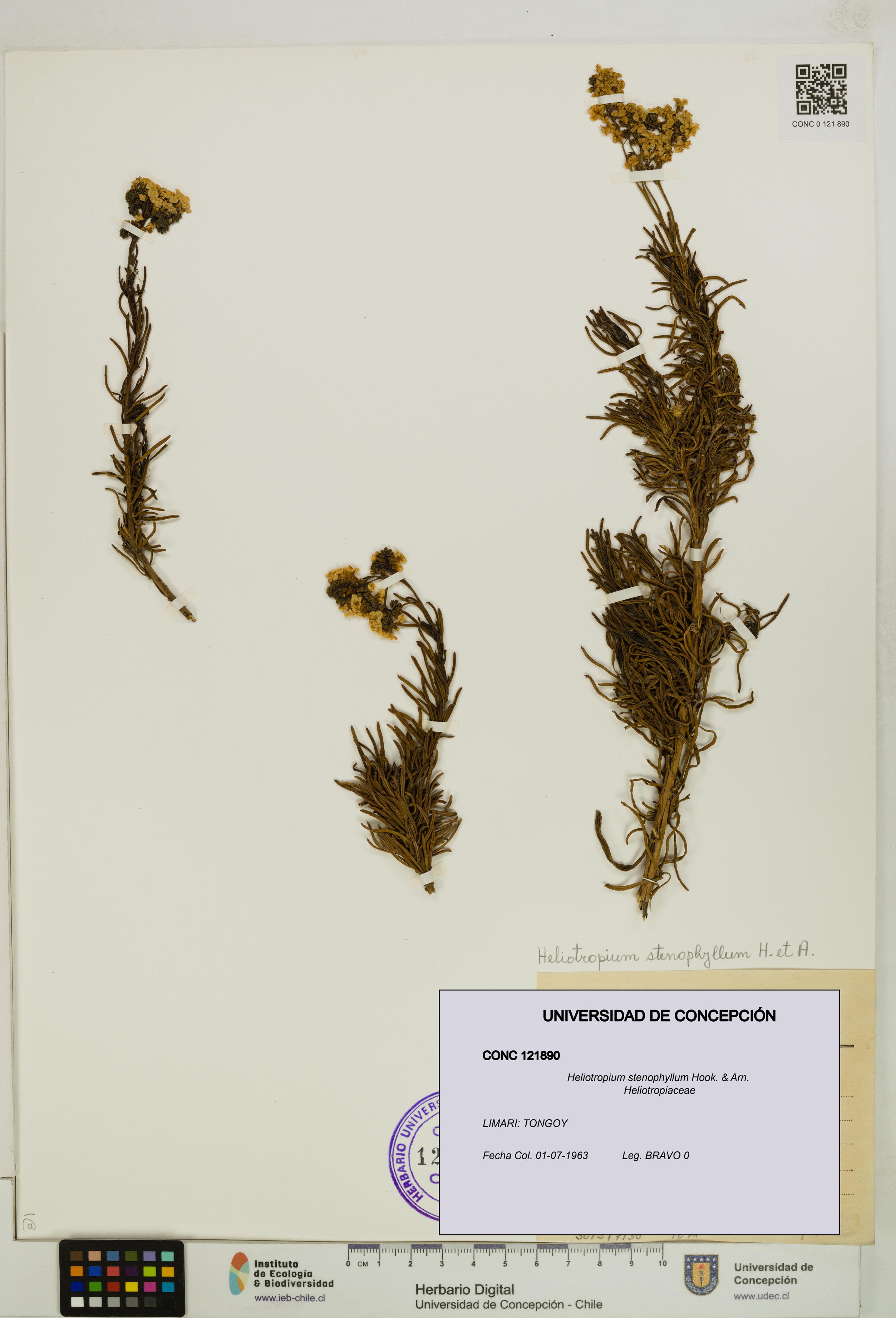 Heliotropium stenophyllum [Espécimen: UDEC:CONC:0121890]