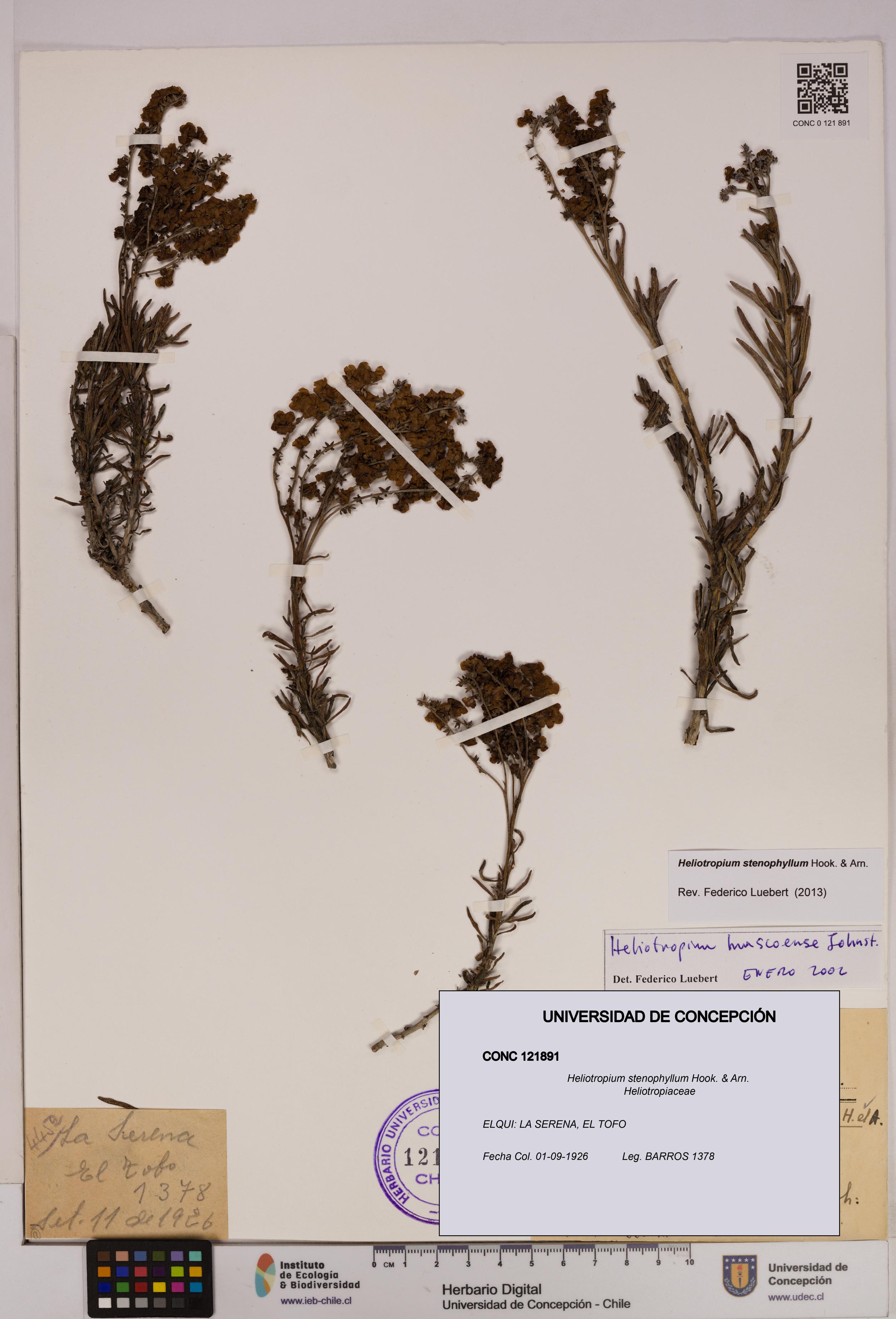 Heliotropium stenophyllum [Espécimen: UDEC:CONC:0121891]