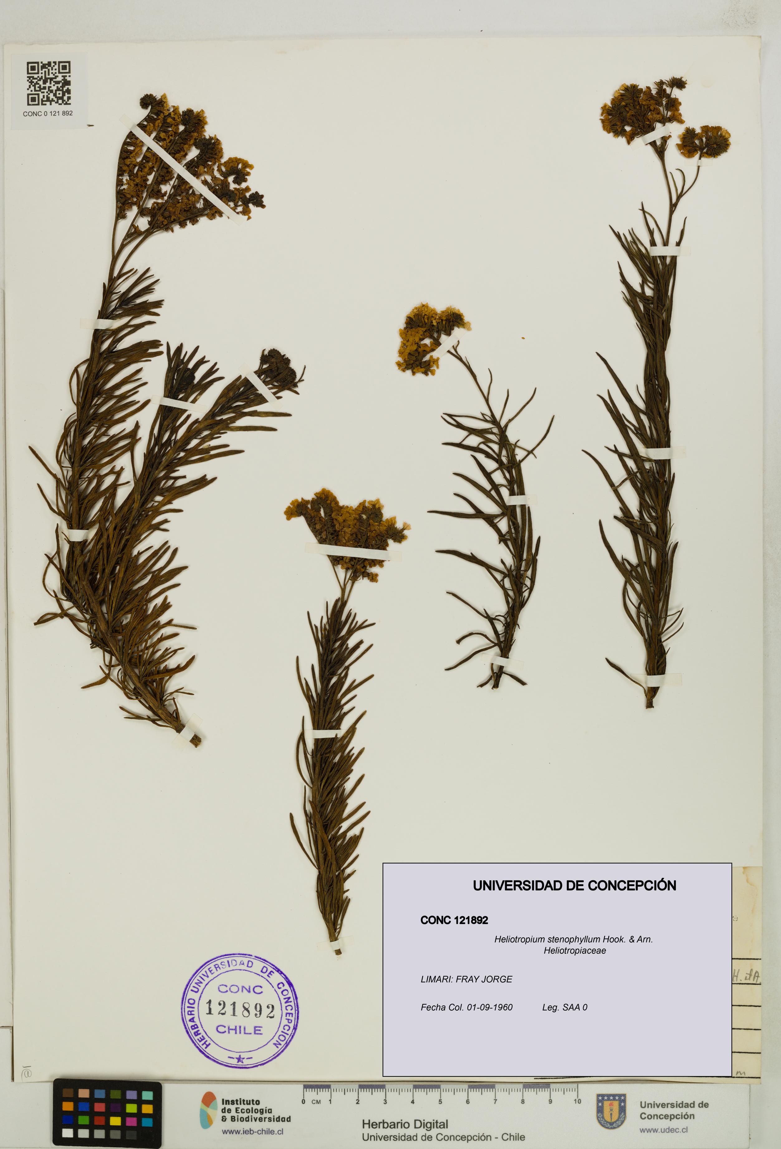 Heliotropium stenophyllum [Espécimen: UDEC:CONC:0121892]