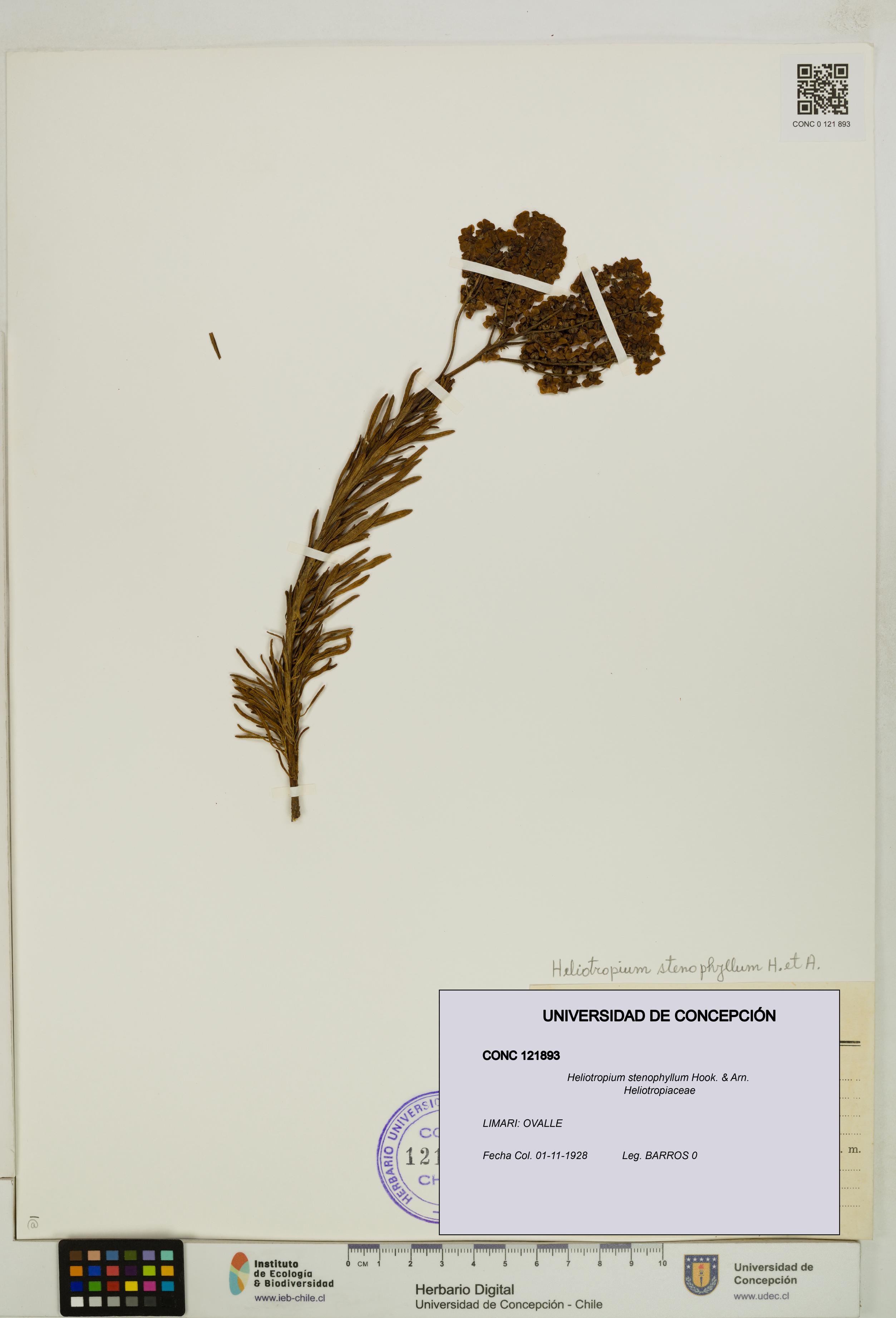 Heliotropium stenophyllum [Espécimen: UDEC:CONC:0121893]