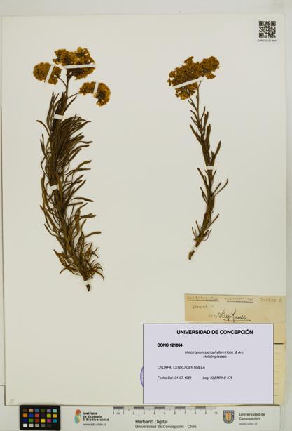 Heliotropium stenophyllum [Espécimen: UDEC:CONC:0121894]