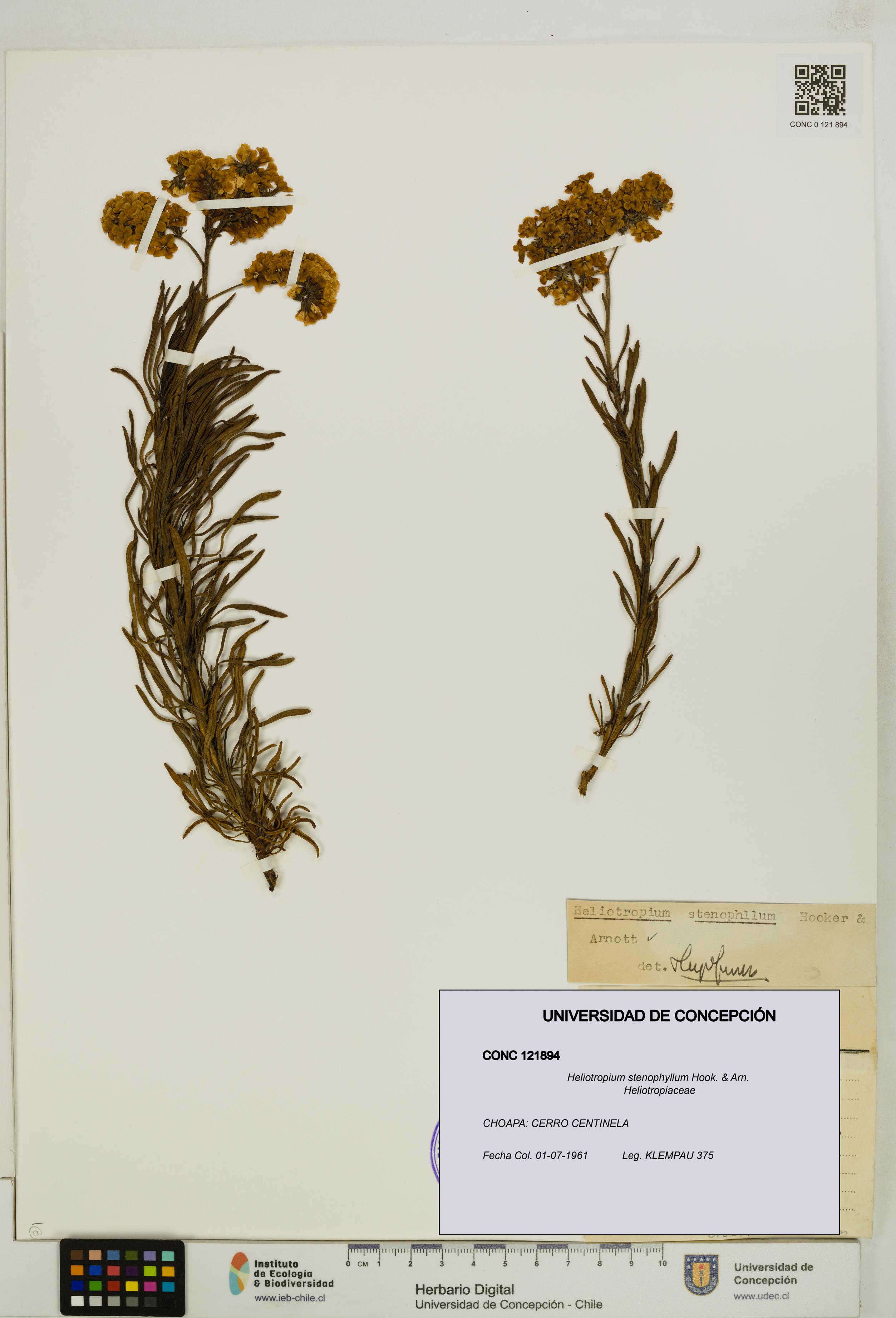 Heliotropium stenophyllum [Espécimen: UDEC:CONC:0121894]