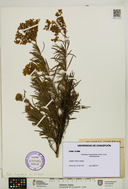 Heliotropium stenophyllum [Espécimen: UDEC:CONC:0121895]