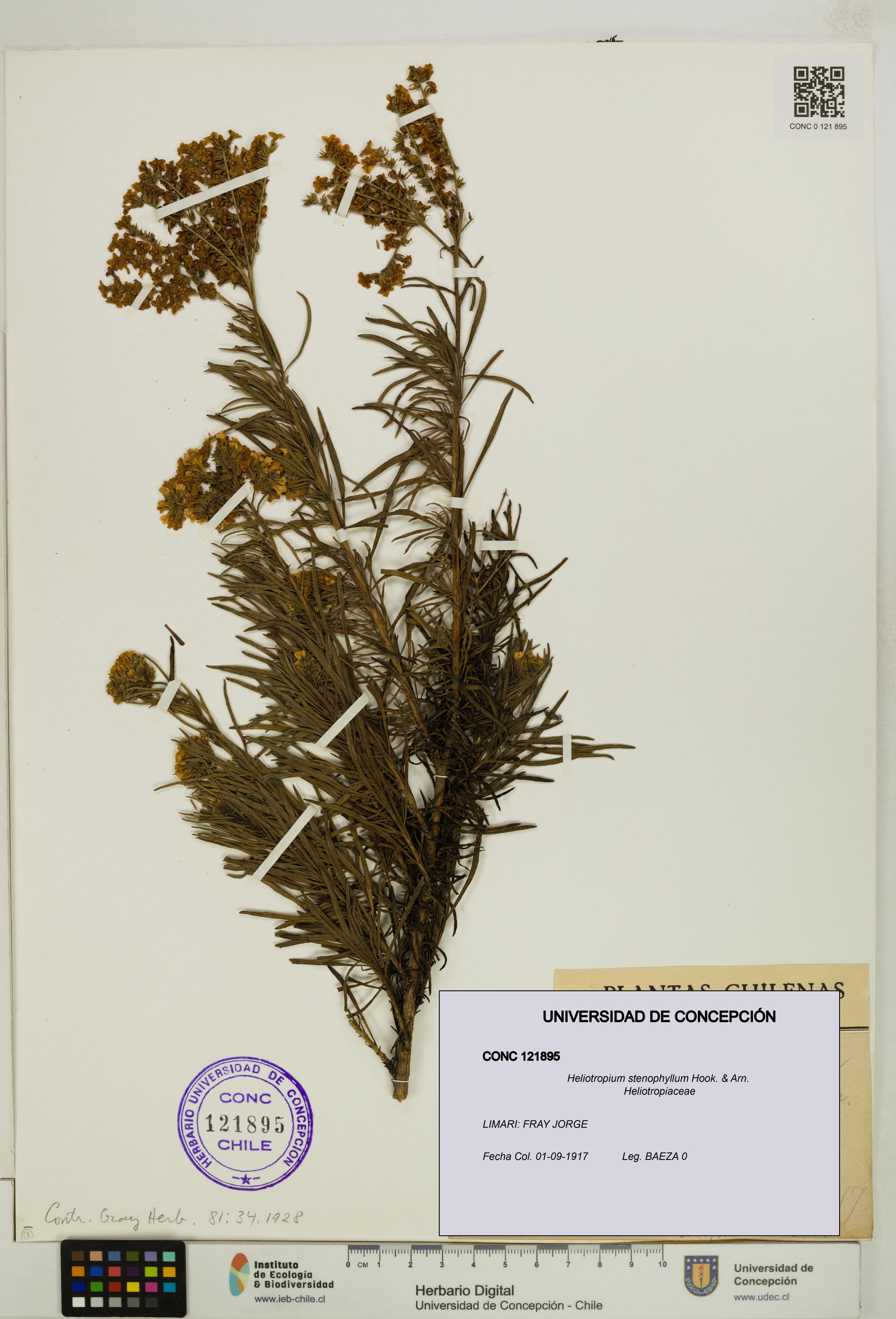 Heliotropium stenophyllum [Espécimen: UDEC:CONC:0121895]