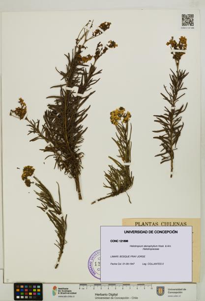 Heliotropium stenophyllum [Espécimen: UDEC:CONC:0121896]