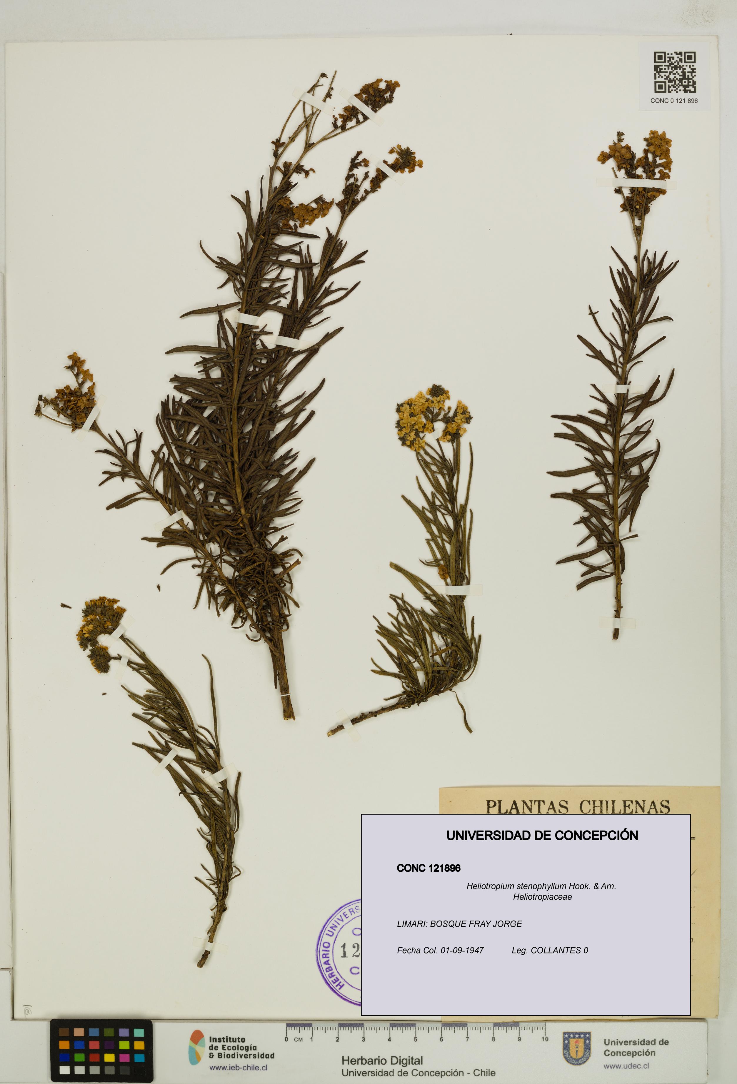 Heliotropium stenophyllum [Espécimen: UDEC:CONC:0121896]