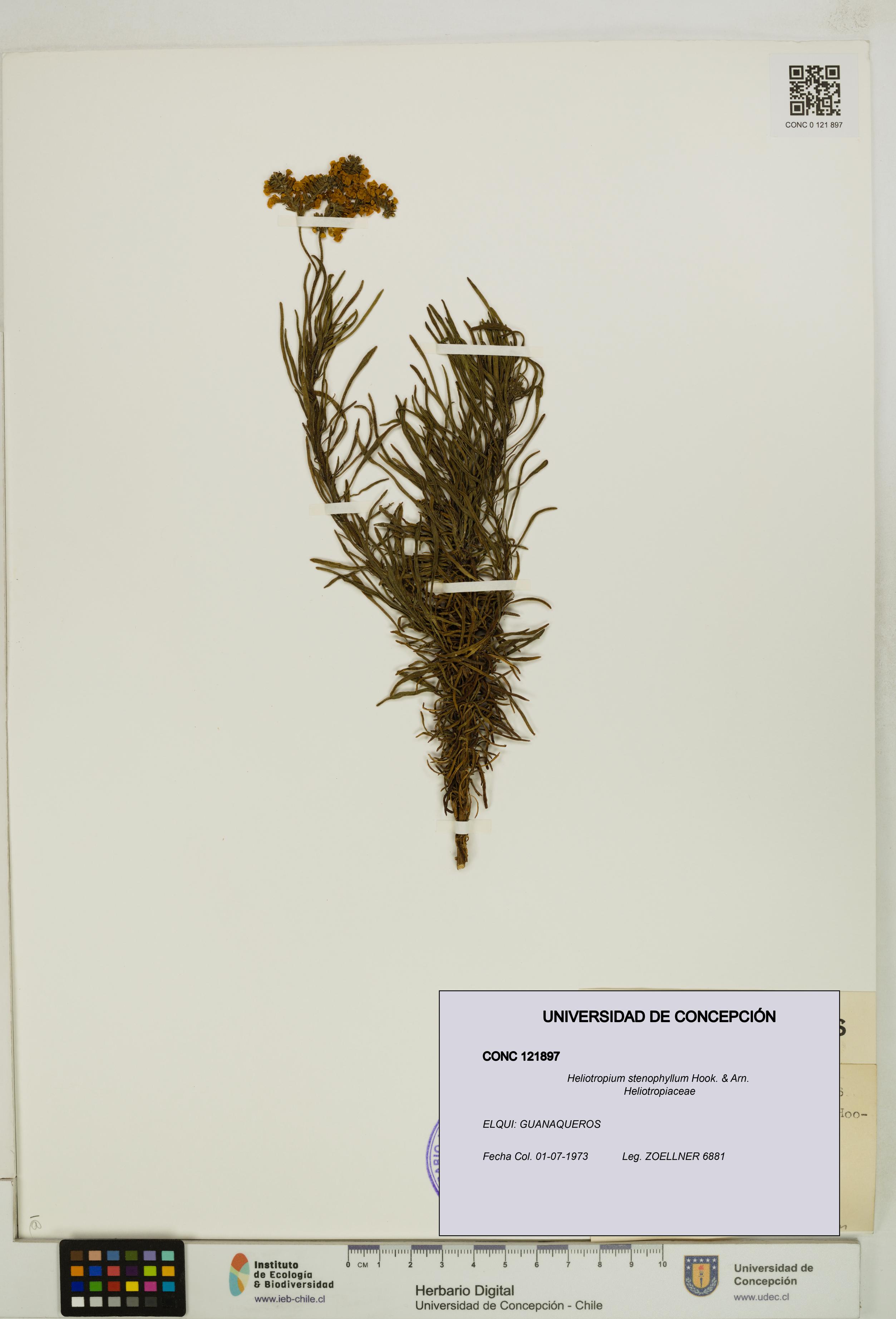 Heliotropium stenophyllum [Espécimen: UDEC:CONC:0121897]