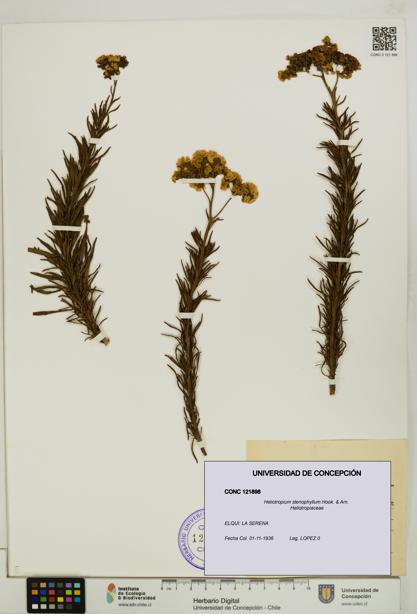 Heliotropium stenophyllum [Espécimen: UDEC:CONC:0121898]