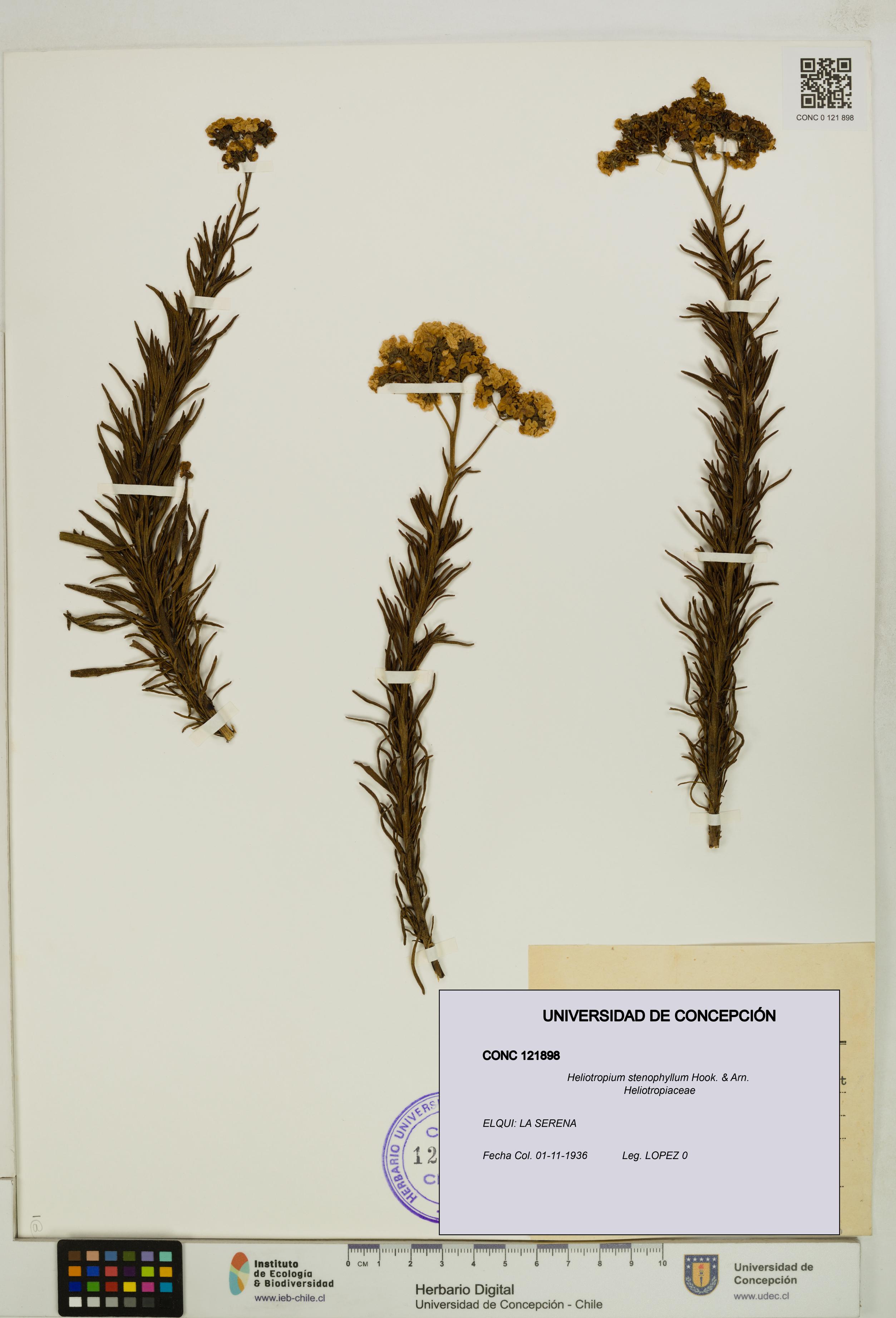Heliotropium stenophyllum [Espécimen: UDEC:CONC:0121898]