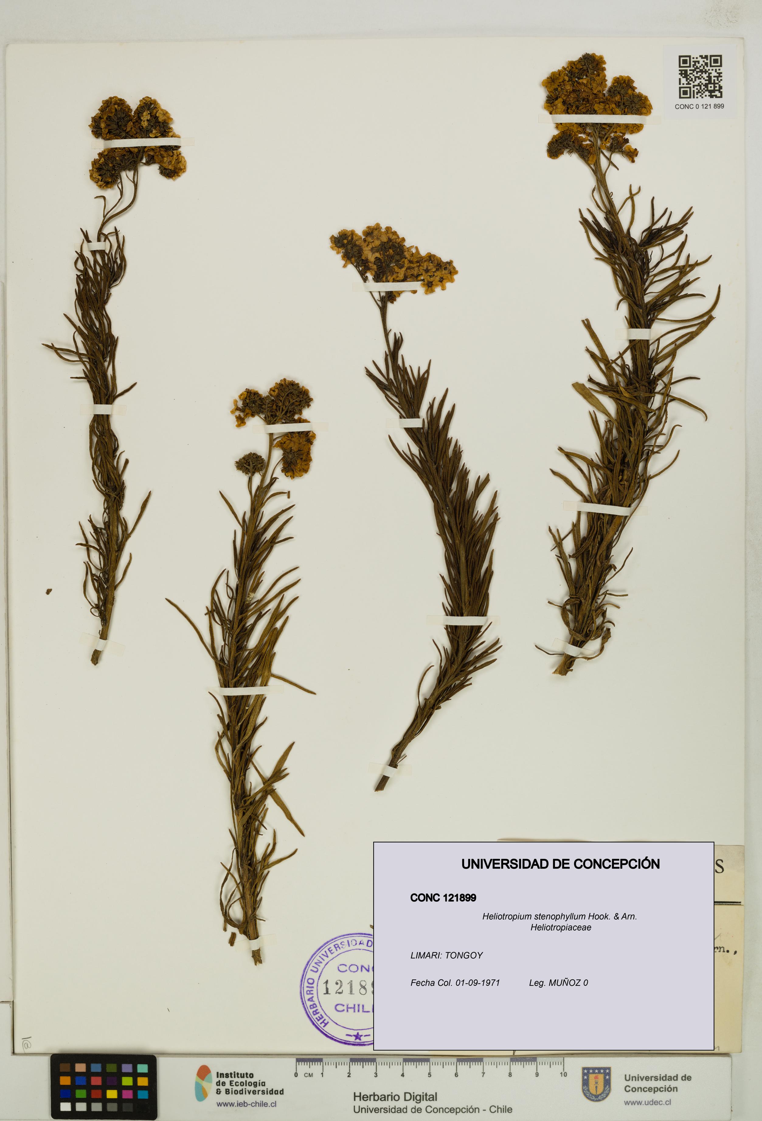 Heliotropium stenophyllum [Espécimen: UDEC:CONC:0121899]