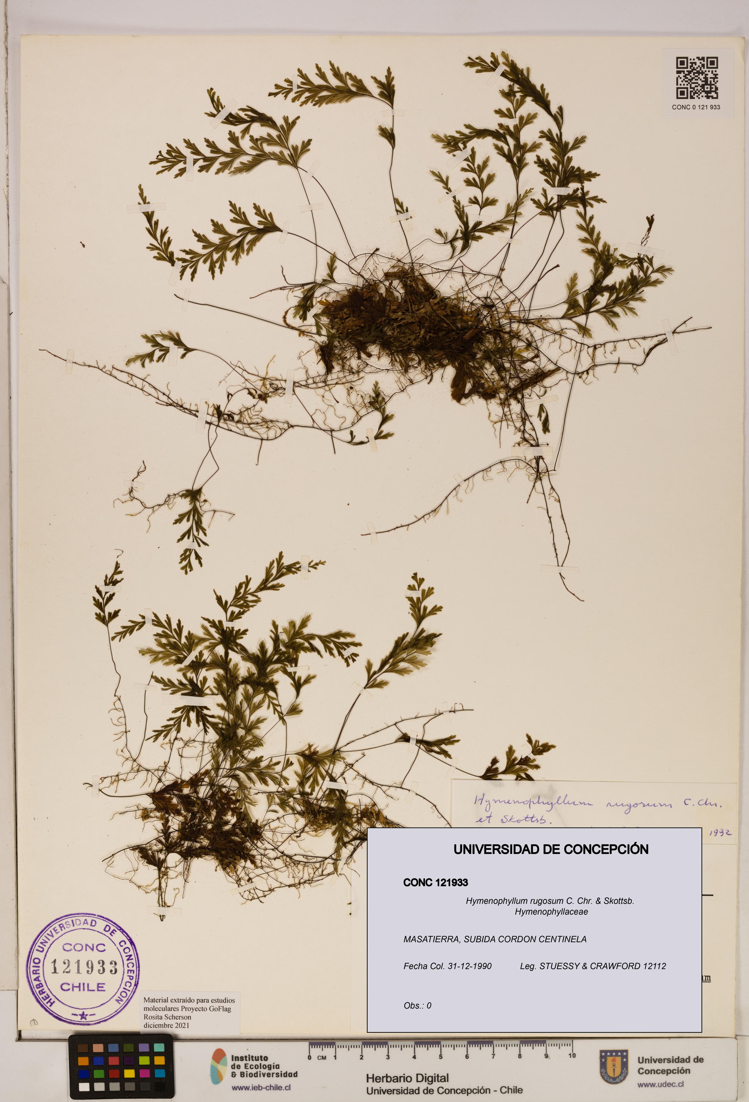 Hymenophyllum rugosum [Espécimen: ]
