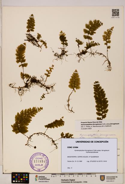 Hymenophyllum ferrugineum [Espécimen: UDEC:CONC:0121934]