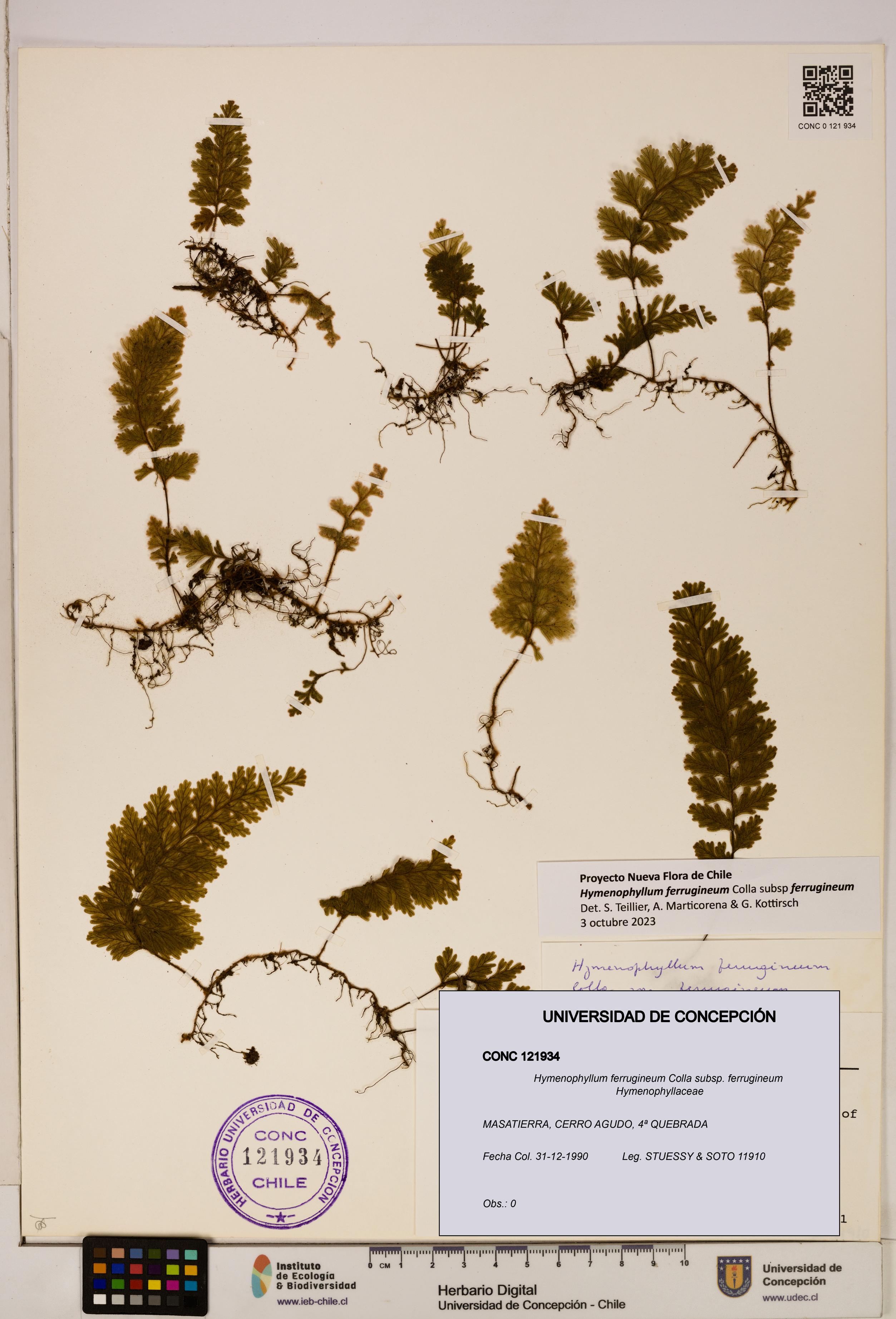 Hymenophyllum ferrugineum [Espécimen: UDEC:CONC:0121934]