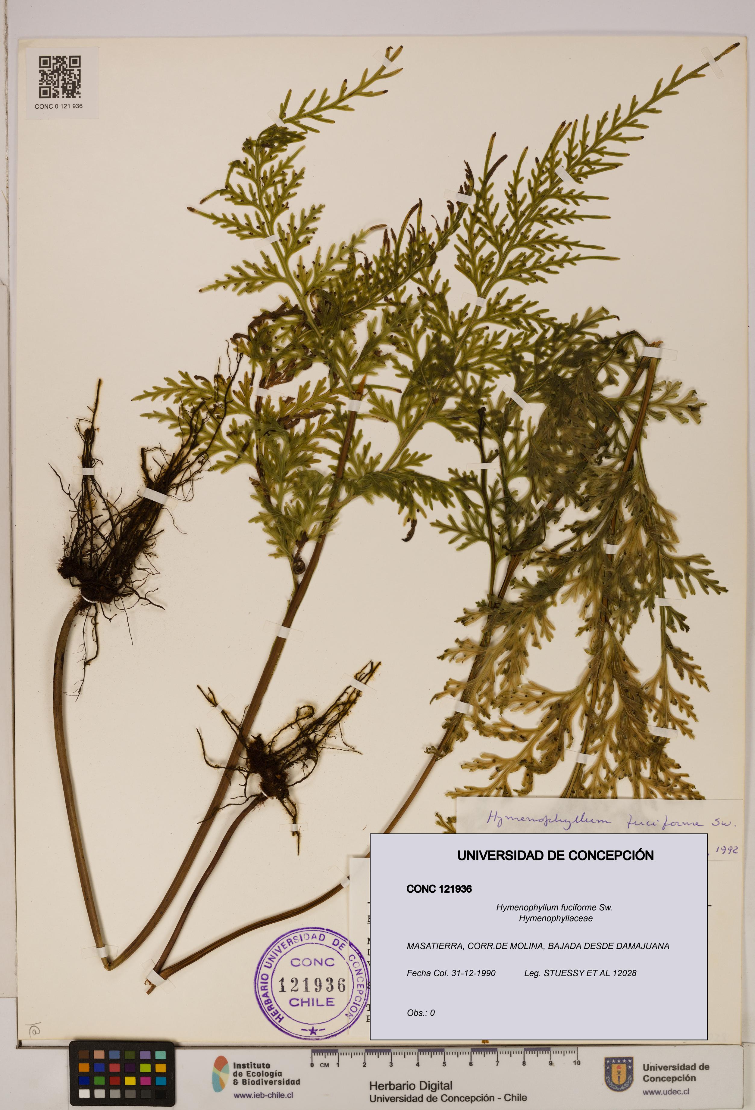 Hymenophyllum fuciforme [Espécimen: UDEC:CONC:0121936]