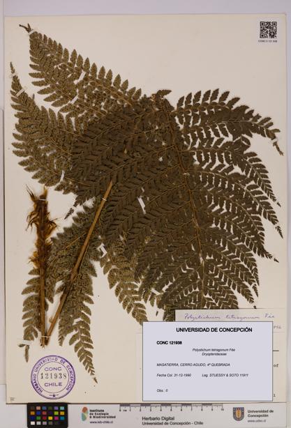 Polystichum tetragonum [Espécimen: UDEC:CONC:0121938]
