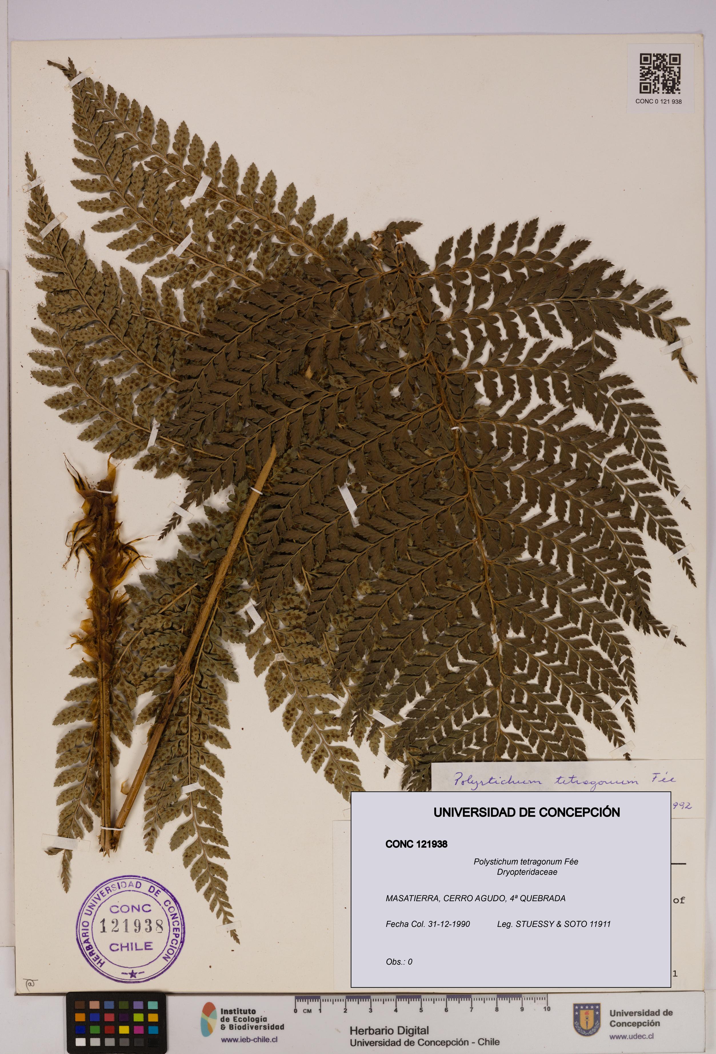 Polystichum tetragonum [Espécimen: UDEC:CONC:0121938]