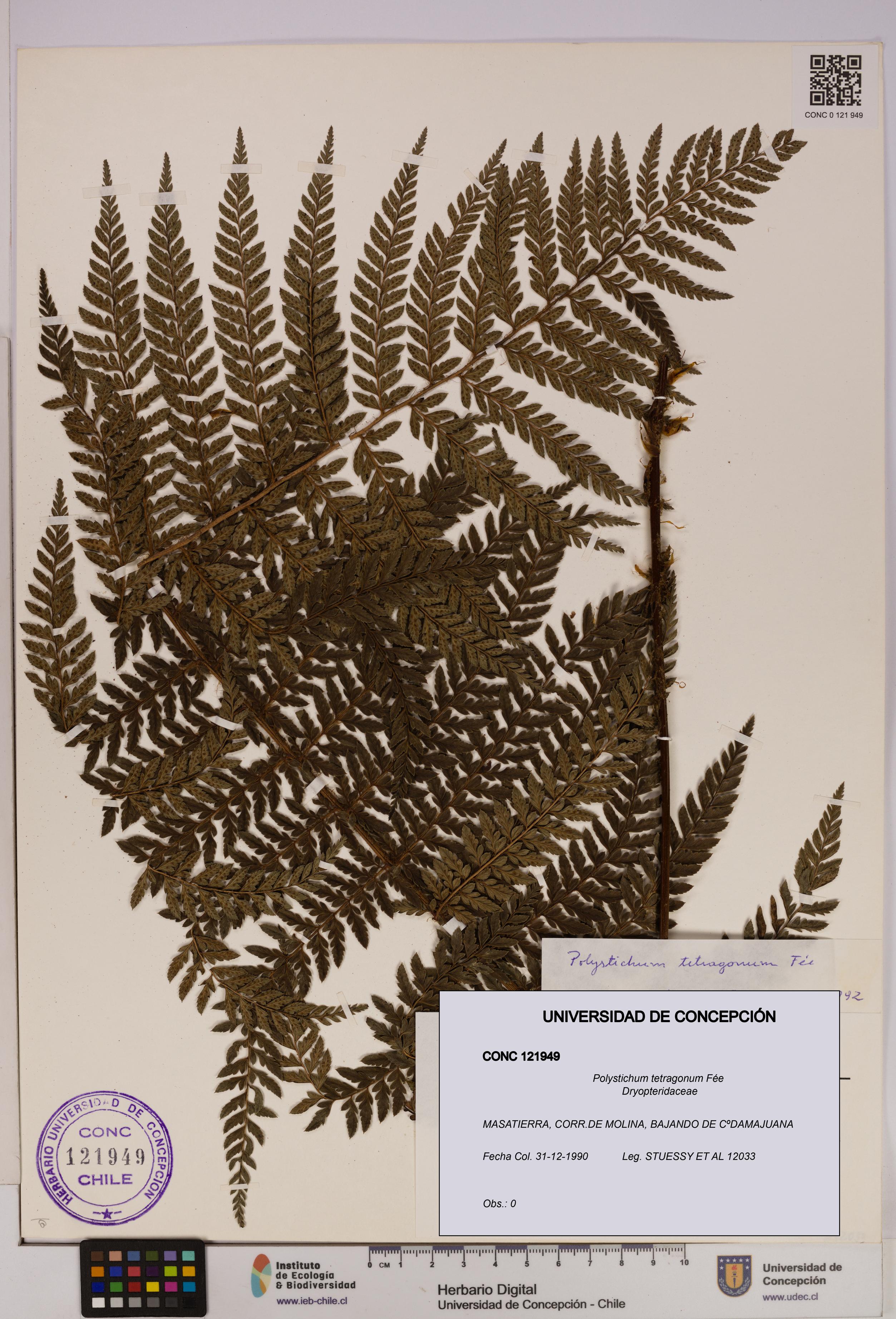 Polystichum tetragonum [Espécimen: UDEC:CONC:0121949]