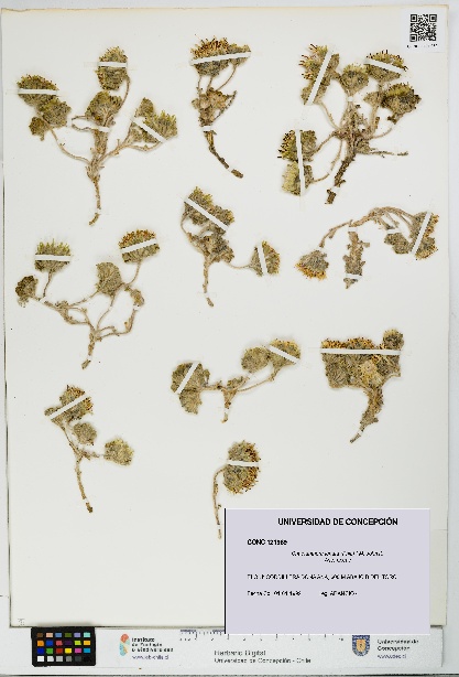 Chaetanthera lanata [Espécimen: UDEC:CONC:0121969]