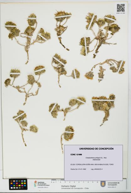 Chaetanthera philippii [Espécimen: UDEC:CONC:0121969]