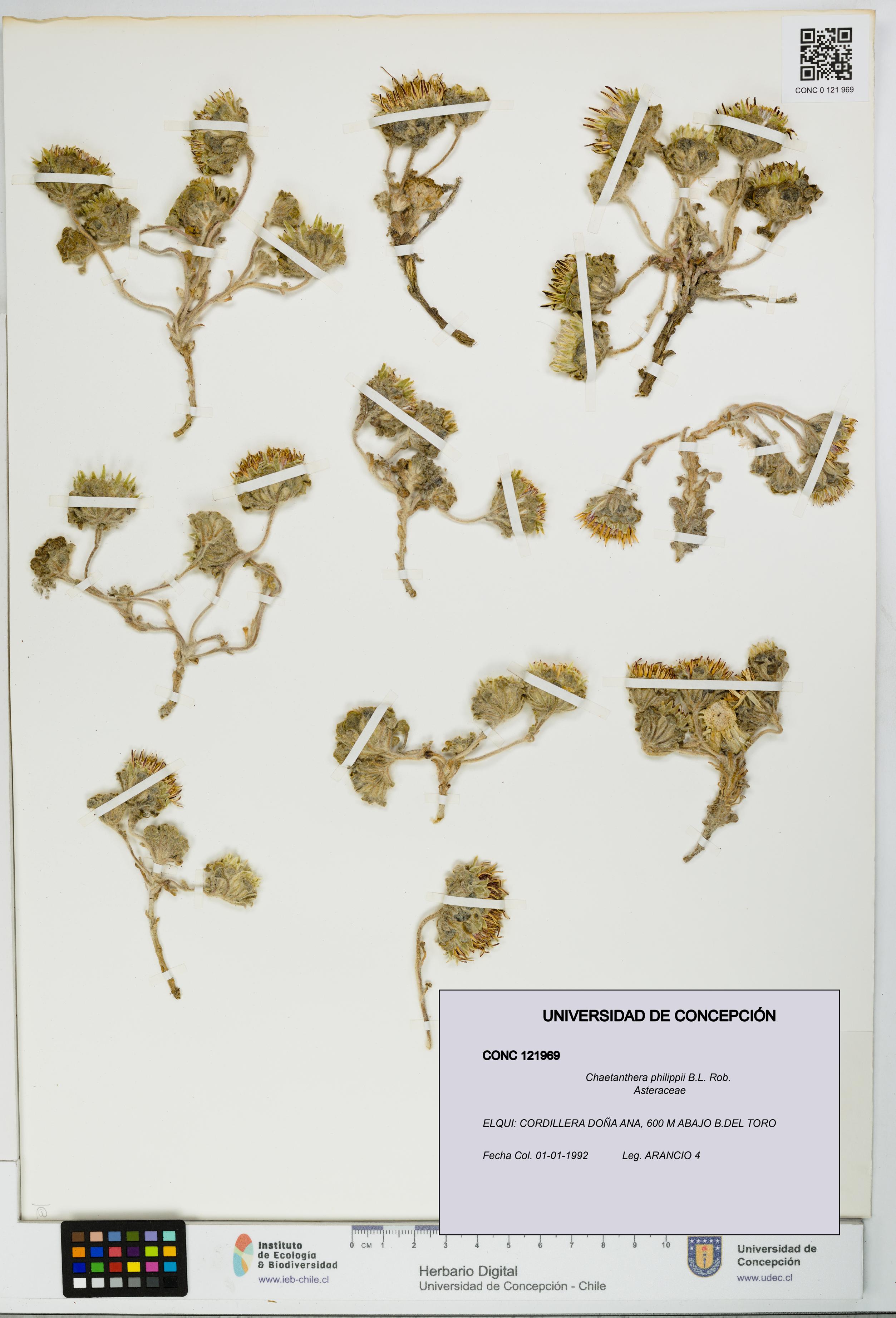 Chaetanthera philippii [Espécimen: UDEC:CONC:0121969]