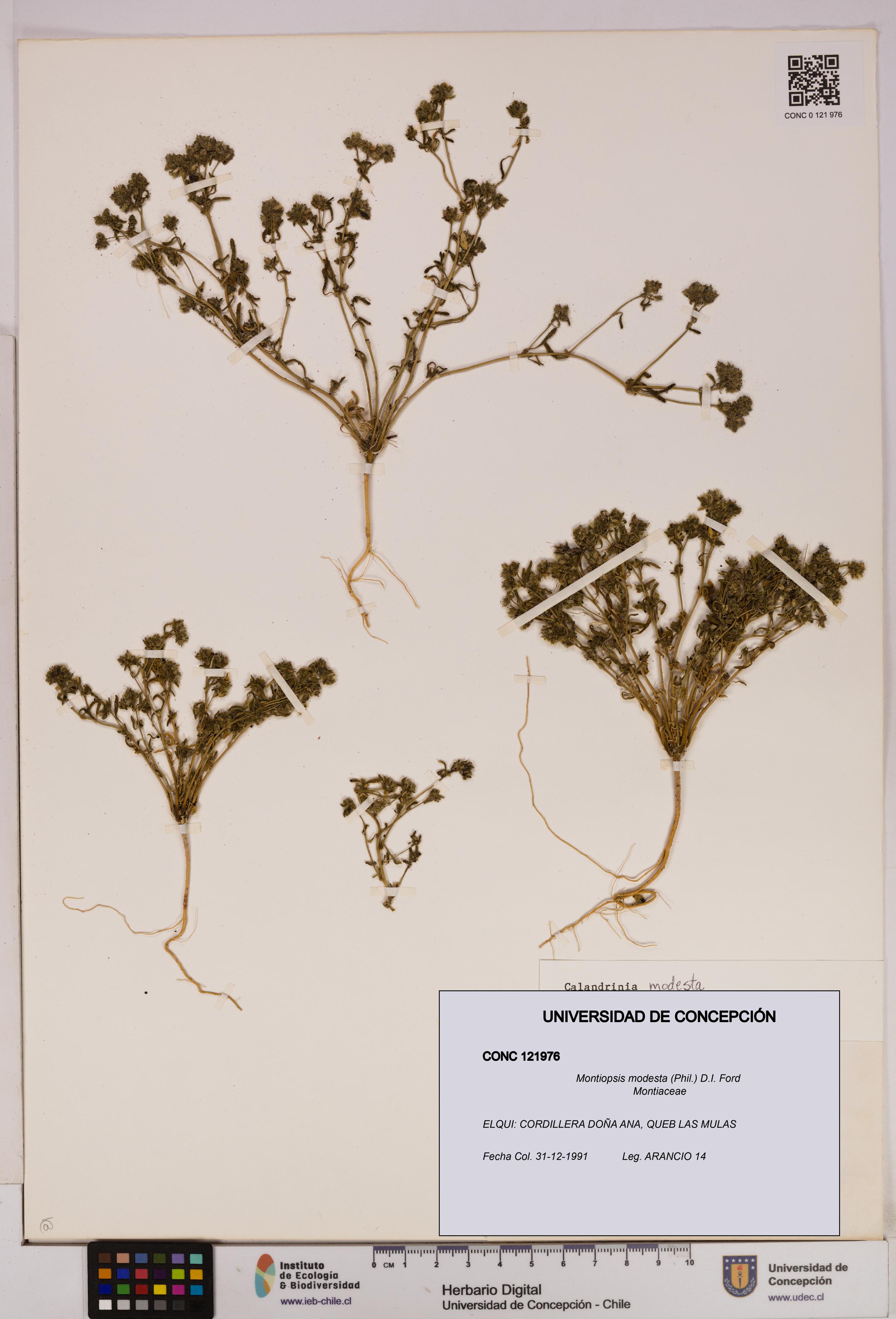 Montiopsis modesta [Espécimen: UDEC:CONC:0121976]