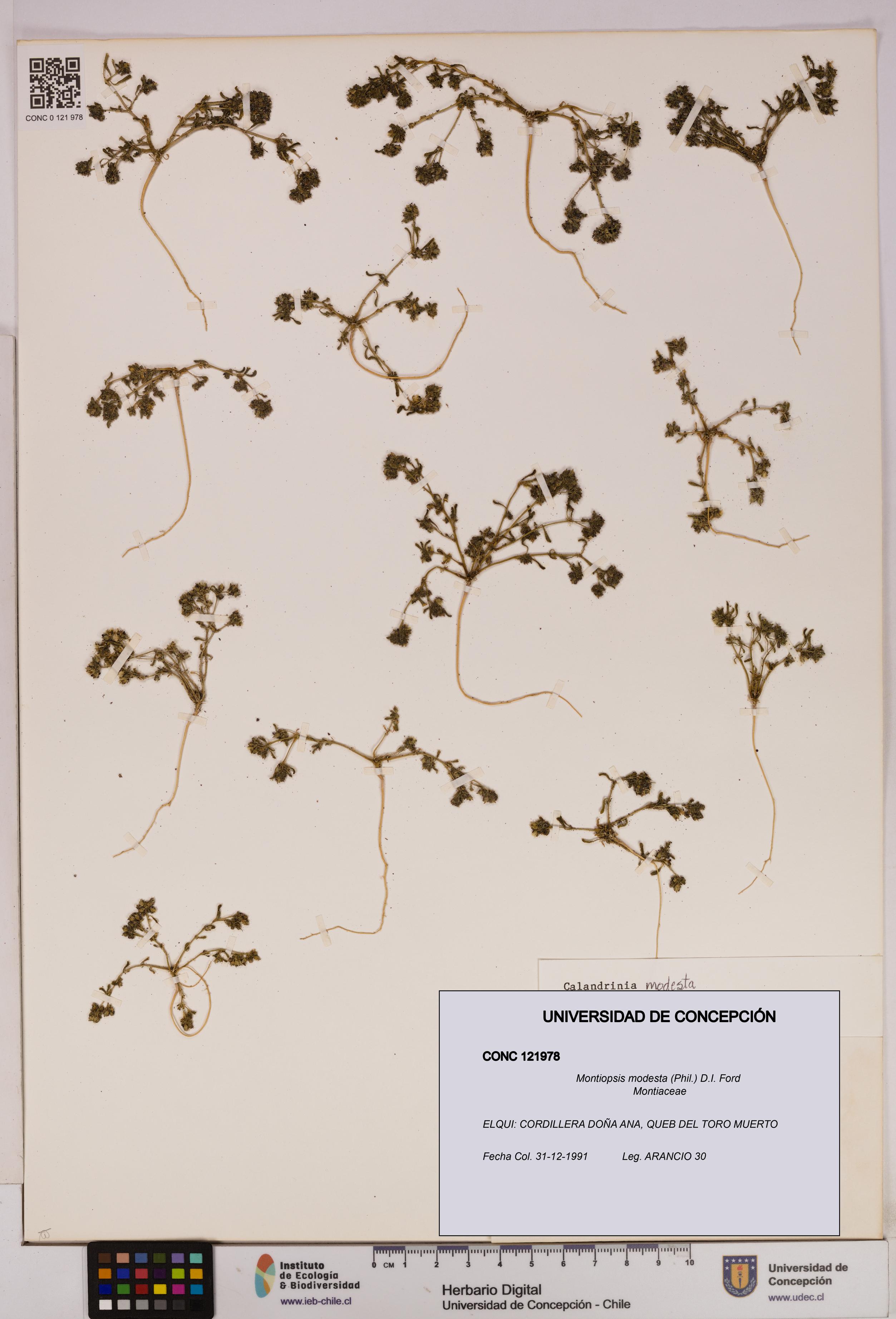 Montiopsis modesta [Espécimen: UDEC:CONC:0121978]