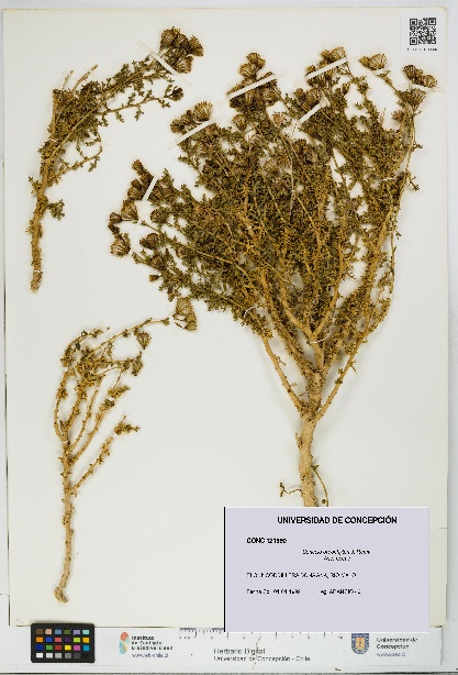 Senecio oreophyton [Espécimen: UDEC:CONC:0121990]