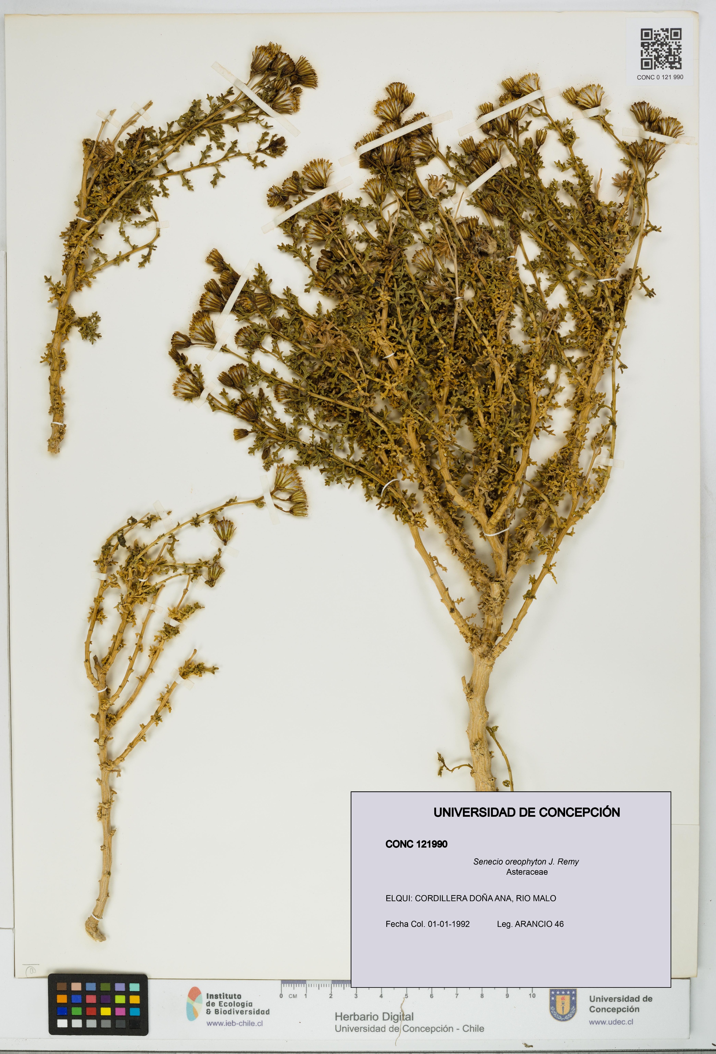 Senecio oreophyton [Espécimen: UDEC:CONC:0121990]