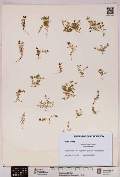 Arenaria serpens [Espécimen: UDEC:CONC:0121995]