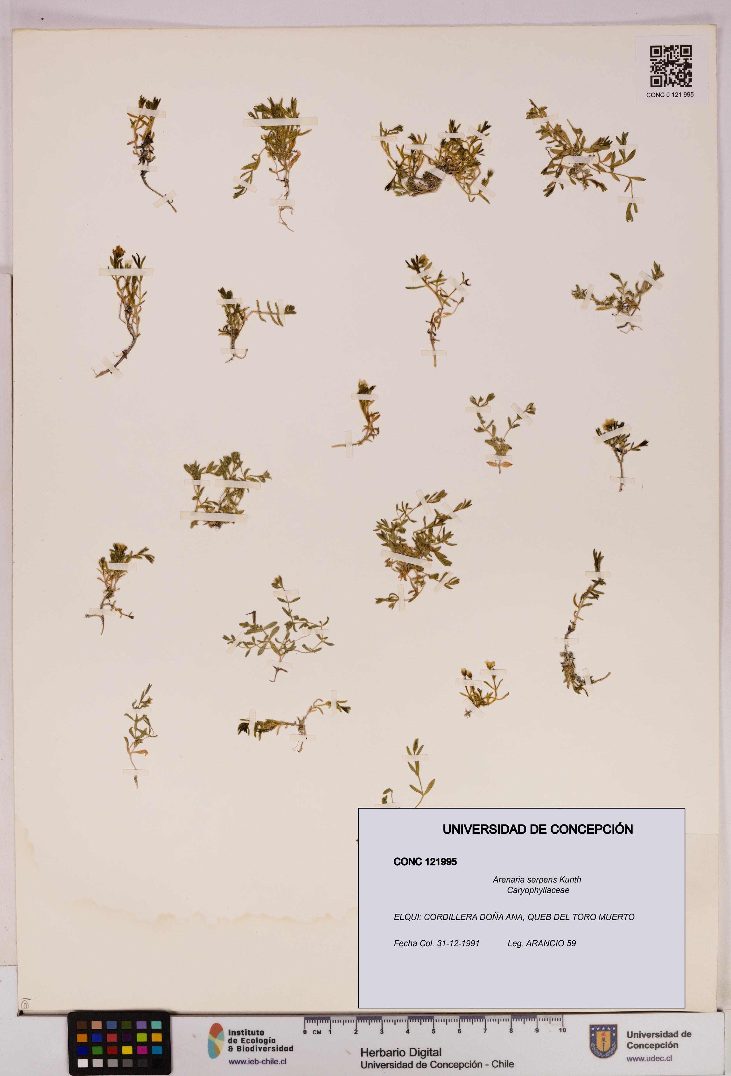 Arenaria serpens [Espécimen: UDEC:CONC:0121995]