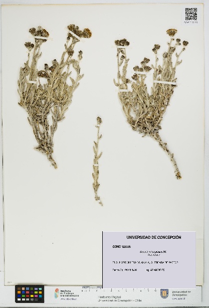 Senecio micropifolius [Espécimen: UDEC:CONC:0122005]