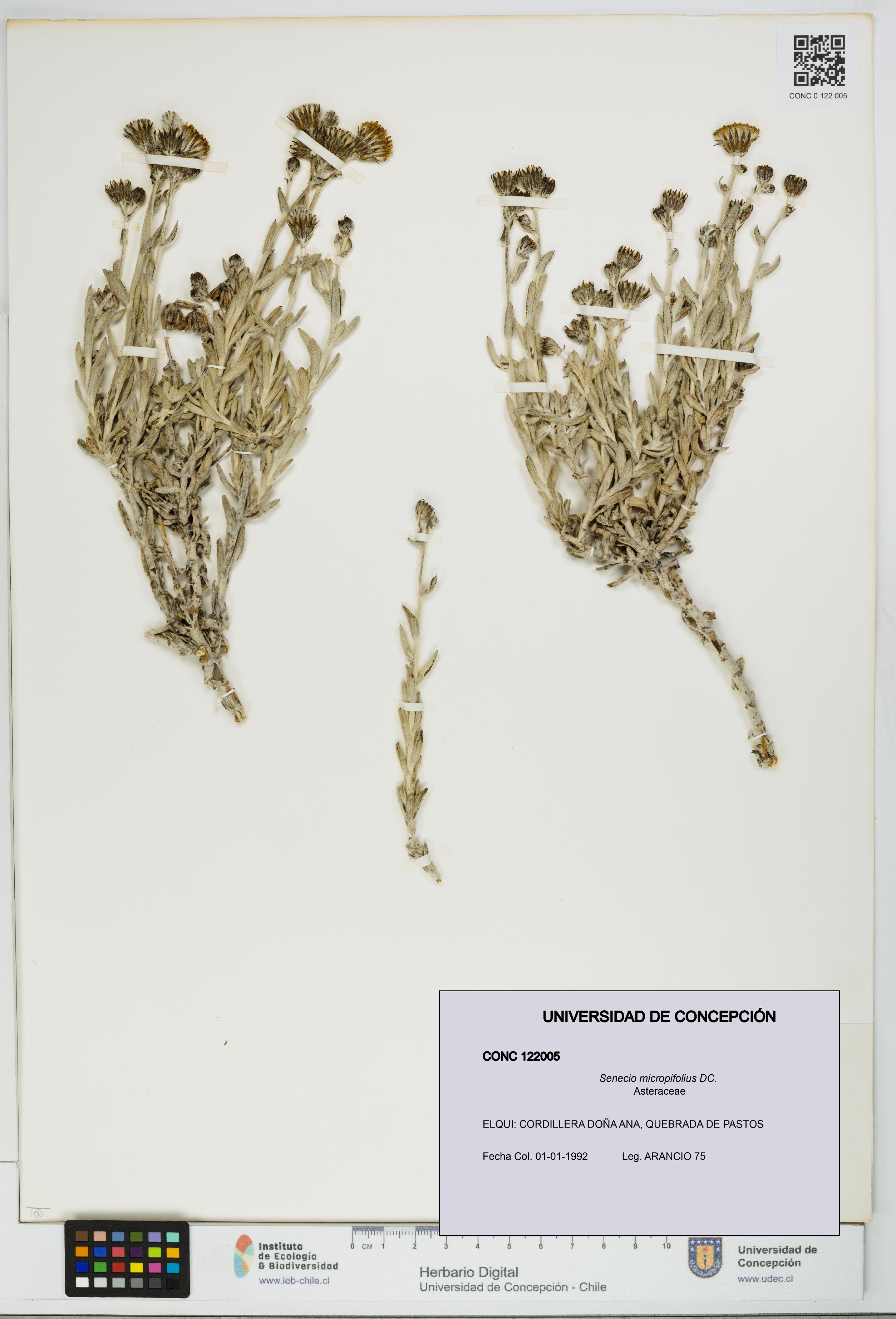 Senecio micropifolius [Espécimen: UDEC:CONC:0122005]