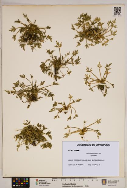 Azorella trifoliolata [Espécimen: ]