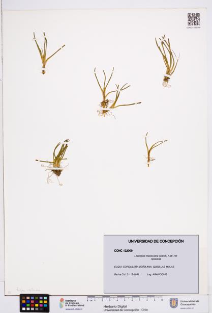 Lilaeopsis macloviana [Espécimen: ]