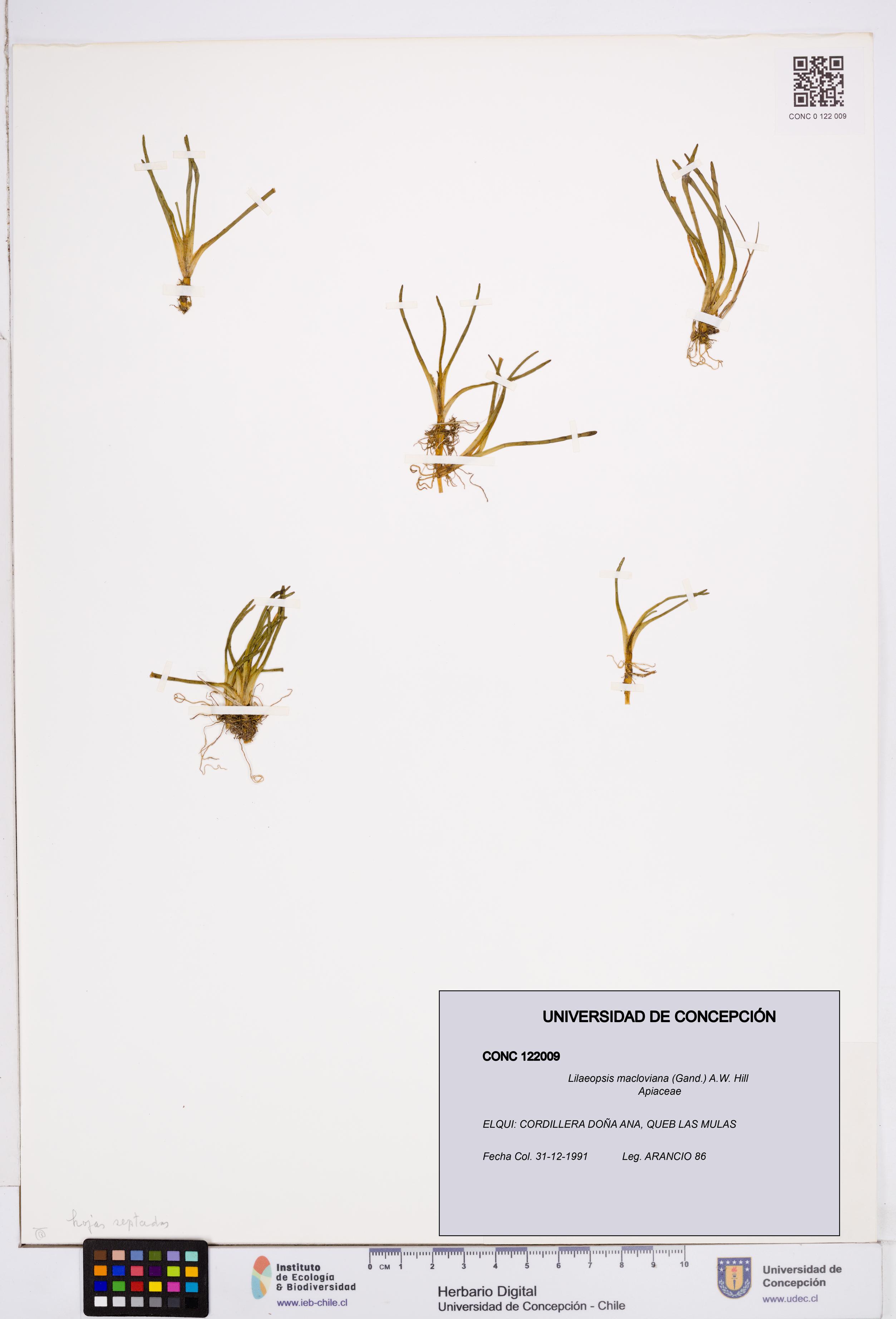 Lilaeopsis macloviana [Espécimen: ]