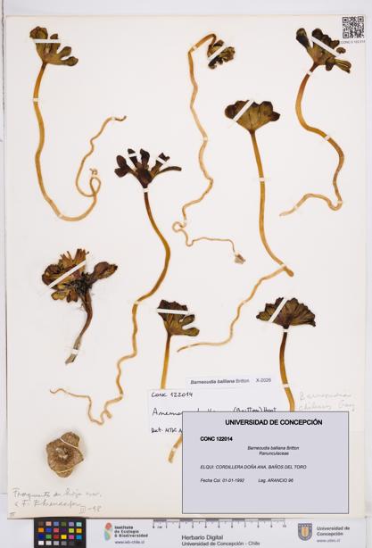 Barneoudia balliana [Espécimen: ]
