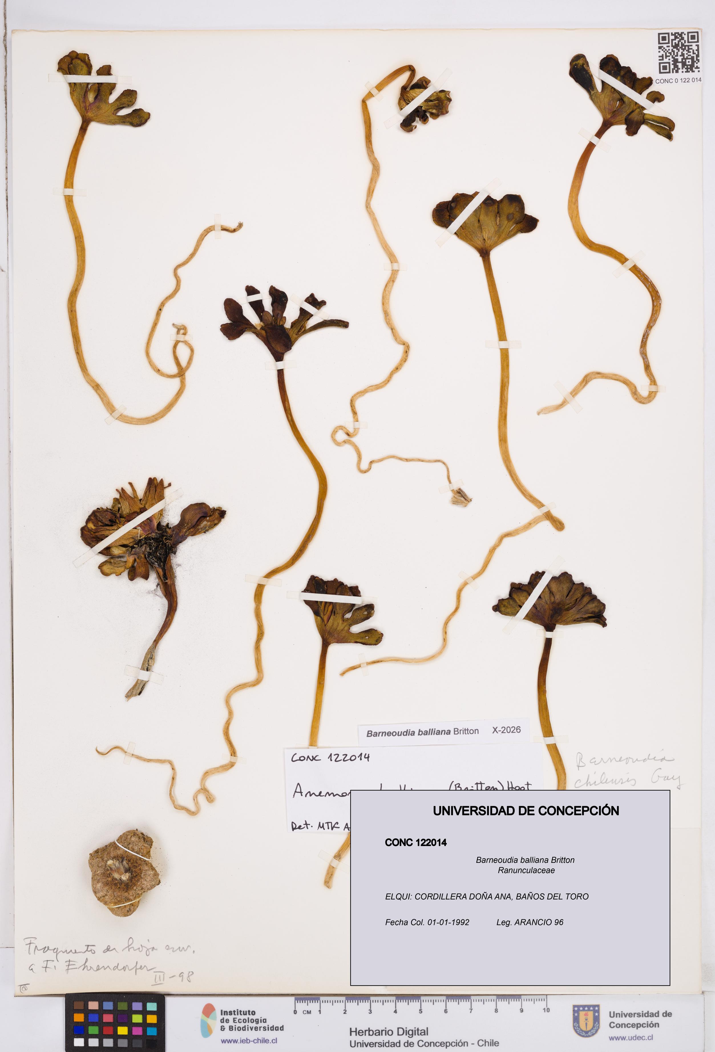 Barneoudia balliana [Espécimen: ]