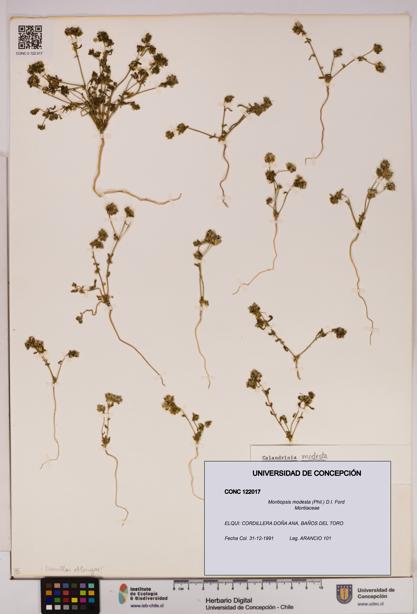 Montiopsis modesta [Espécimen: UDEC:CONC:0122017]