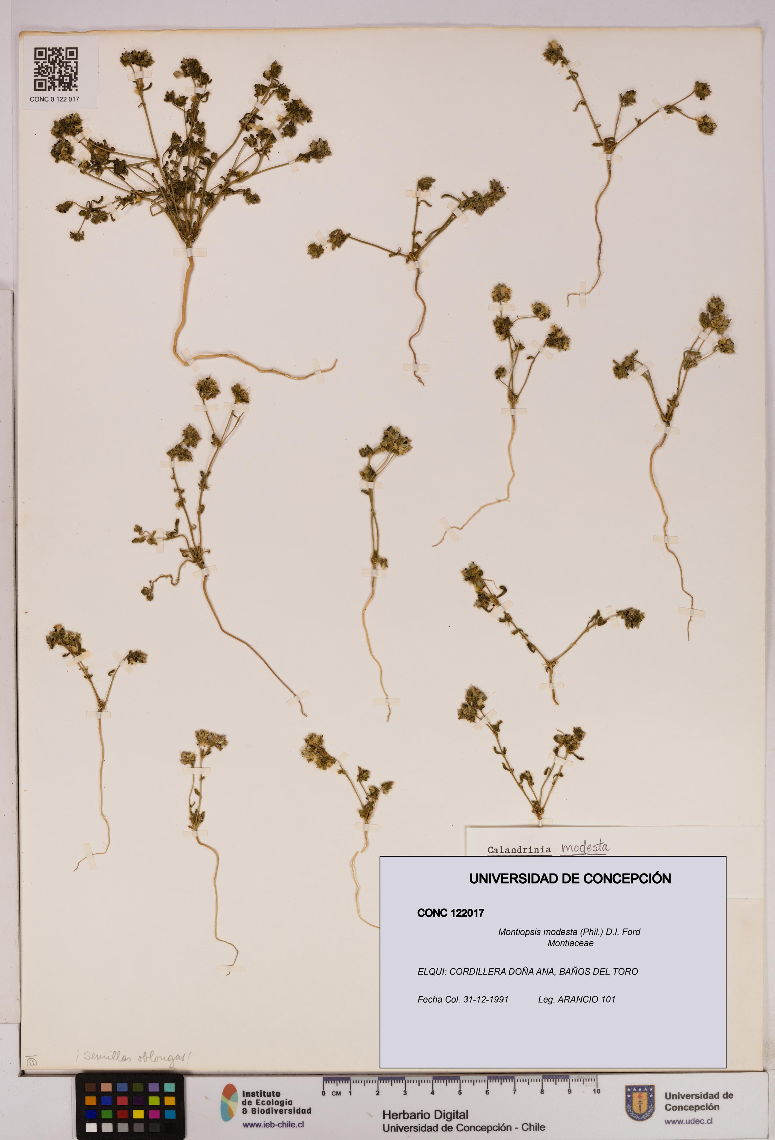 Montiopsis modesta [Espécimen: UDEC:CONC:0122017]